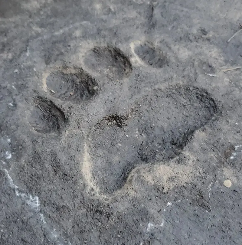 Animal Print Rubber Mold Stamp for Concrete - Cougar Track