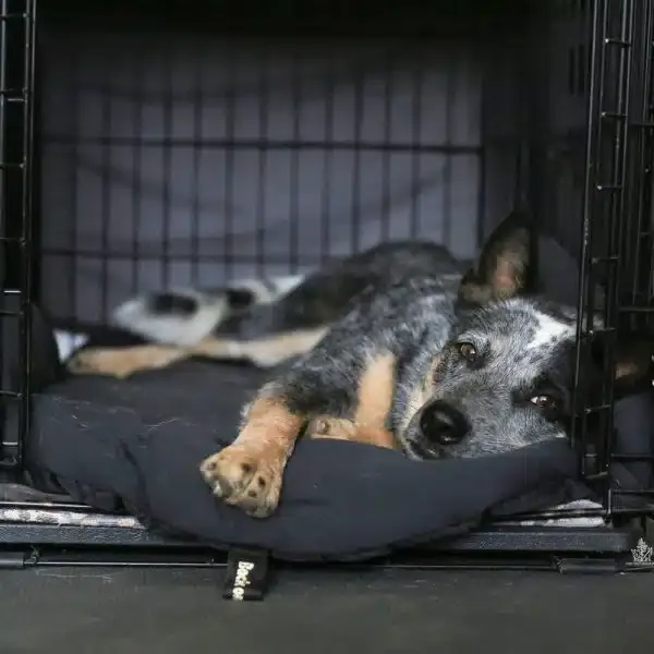 Back On Track® Dog Travel Mattress